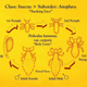 Desarrollo del Pediculus humanus humanus